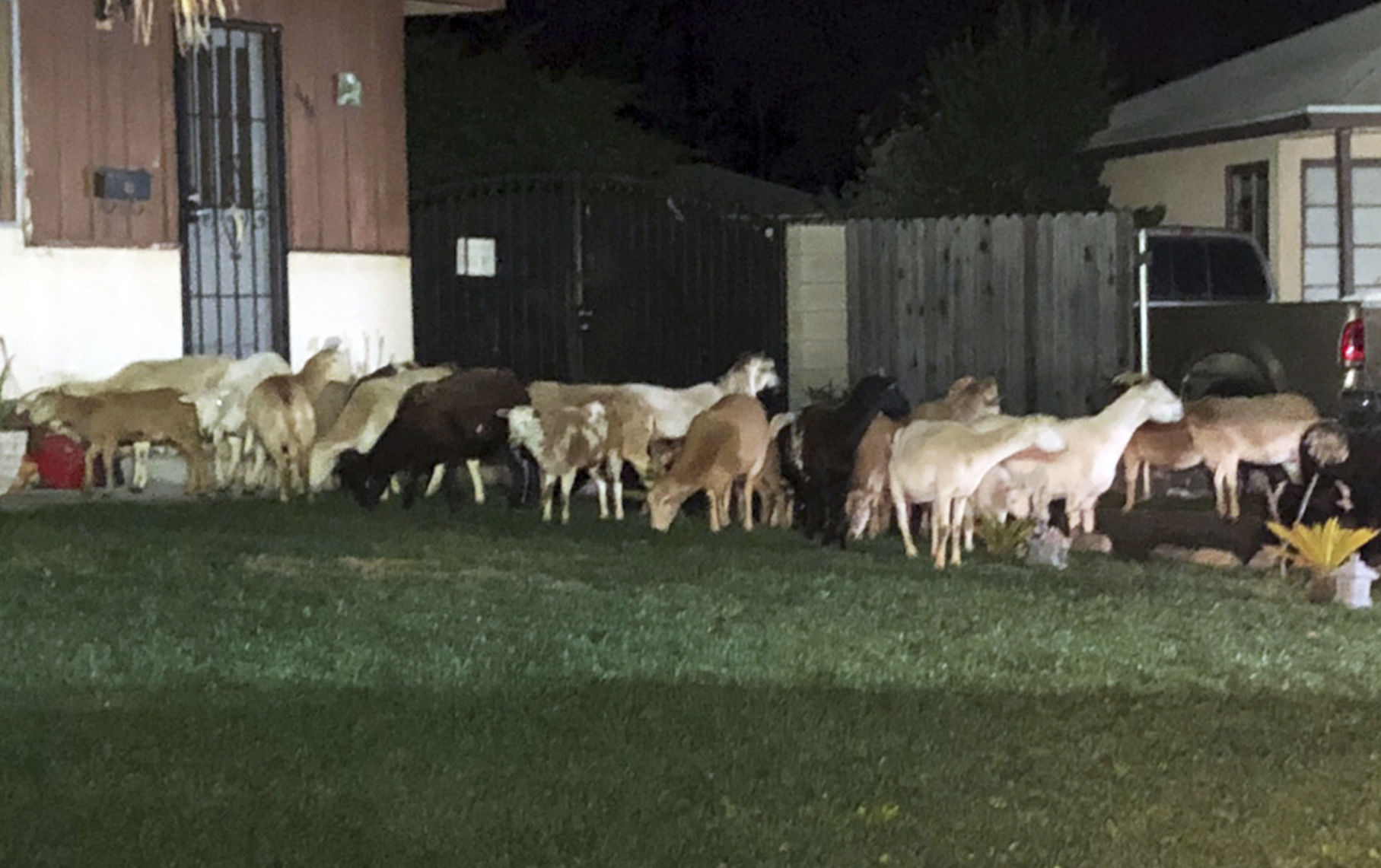 Urban Herd
